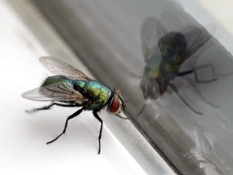 insecten op ramen weren 